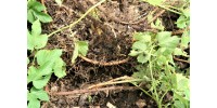 Mature FIELD hop plant, GALENA cultivar